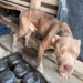 Rescatan a dos perros víctimas de maltrato en Santa Catarina; hay denuncia y un detenido