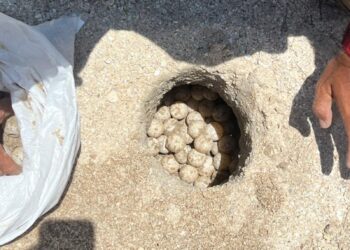 Supera Tamaulipas los 222 mil huevos de tortuga lora protegidos