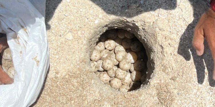 Supera Tamaulipas los 222 mil huevos de tortuga lora protegidos