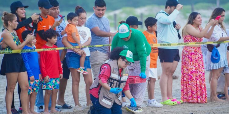 Disfrutan liberación de crías de tortuga lora en Playa Miramar