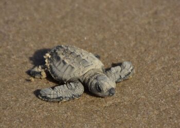 Liberan crías de tortuga lora niñas y niños de Güémez