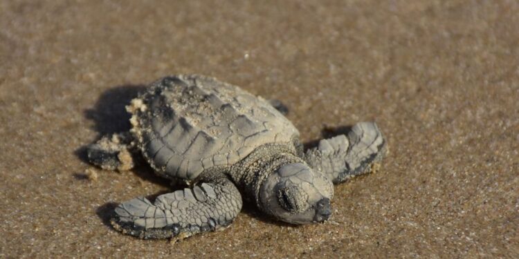 Liberan crías de tortuga lora niñas y niños de Güémez