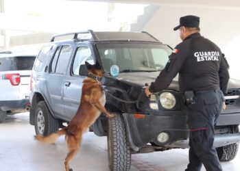 Guardia Estatal arrasa en certificación K-9; Kelda y Anubis conquistan primero y segundo lugar