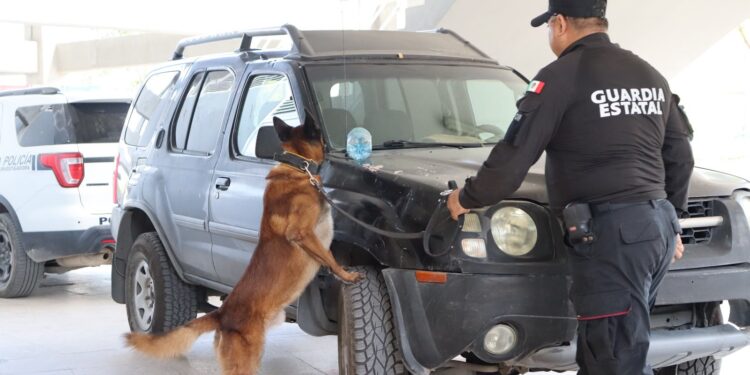 Guardia Estatal arrasa en certificación K-9; Kelda y Anubis conquistan primero y segundo lugar