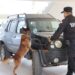Guardia Estatal arrasa en certificación K-9; Kelda y Anubis conquistan primero y segundo lugar