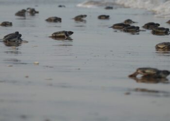 Refuerzan protección de la tortuga lora en Tamaulipas