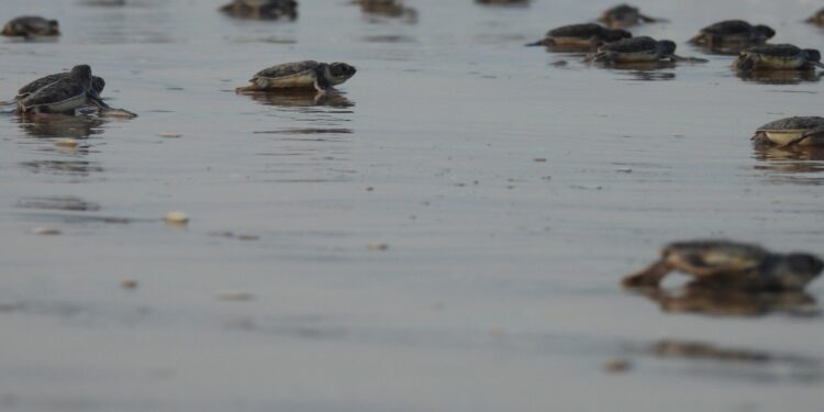 Refuerzan protección de la tortuga lora en Tamaulipas