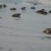 Refuerzan protección de la tortuga lora en Tamaulipas