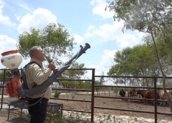 Tamaulipas combate al gusano barrenador directamente en los predios