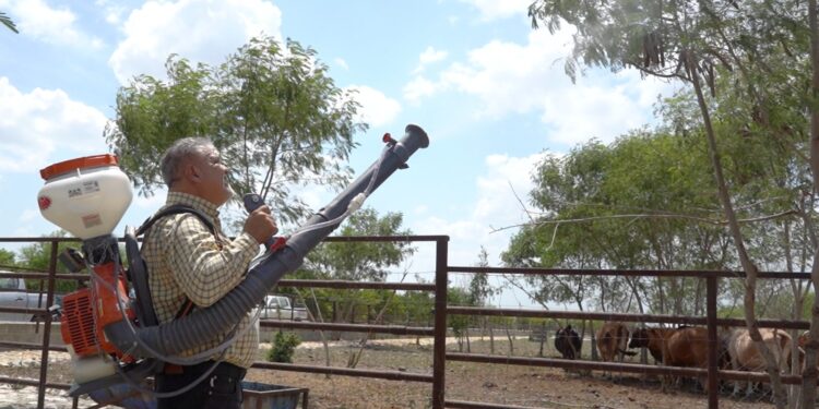 Tamaulipas combate al gusano barrenador directamente en los predios
