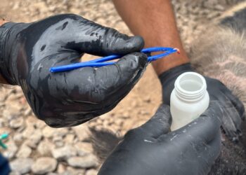 Van por cero casos de gusano barrenador en Tamaulipas